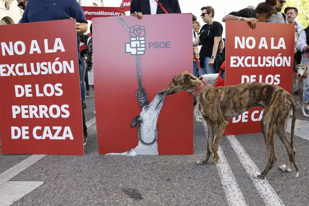Manifestación animalista por la inclusión de los galgos en la ley de protección animal