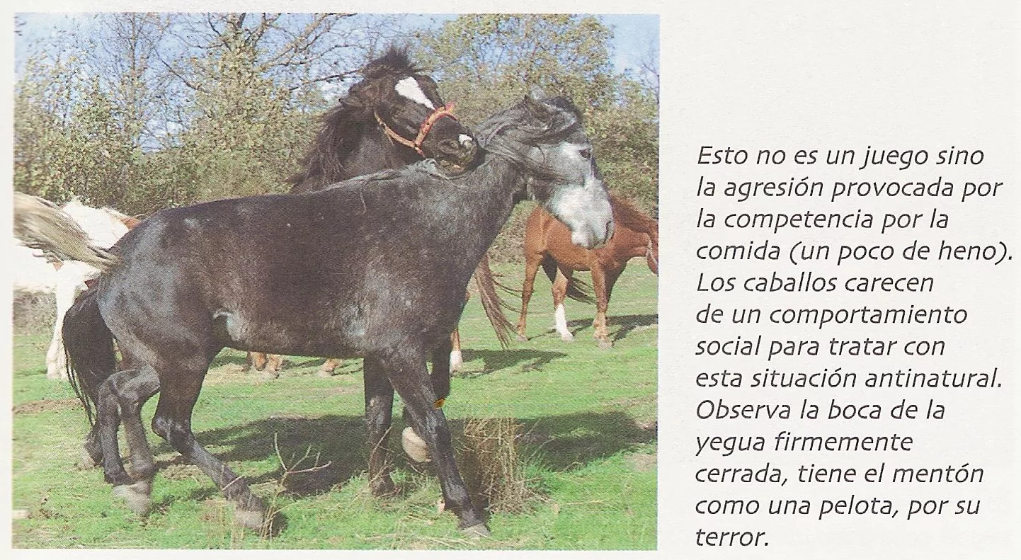 ¡Derechos Animales ya! - «La lógica del caballo» (agresión y competencia por el alimento)