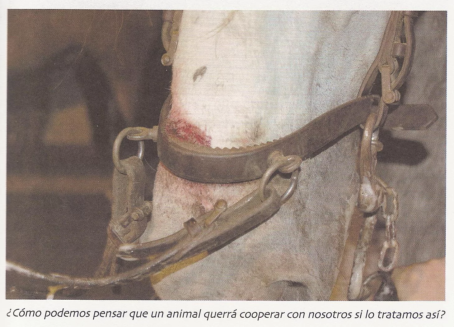 ¡Derechos Animales ya! - «La lógica del caballo» (caballo con herida en la nariz por una serreta)