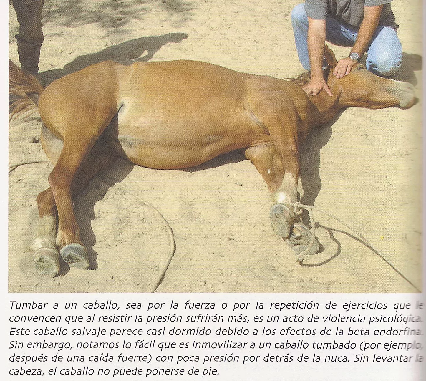 ¡Derechos Animales ya! - «La lógica del caballo» (caballo tumbado y sedado)