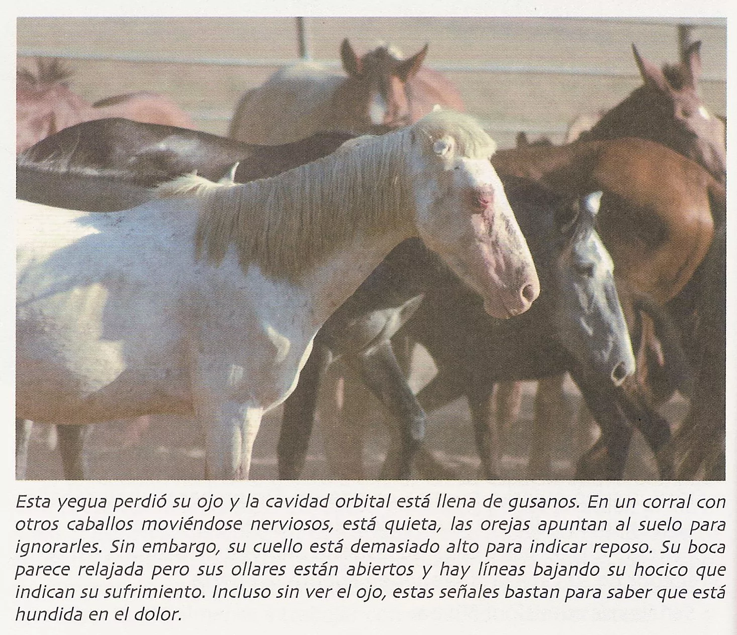 ¡Derechos Animales ya! - «La lógica del caballo» (yeguacon dolor)