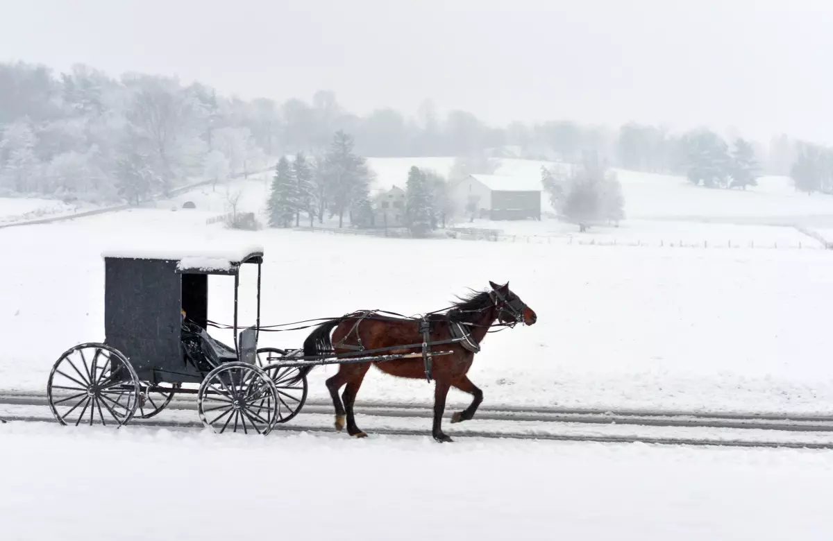 ¡Derechos Animales ya! - Carruaje de caballos Amish sobre nieve - Caballo con engallador y sobrerrienda