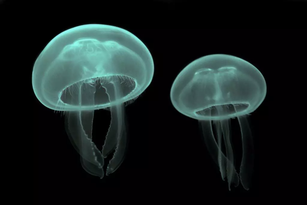 Filo cnidarios - Dos medusas en fondo negro - Pólipos