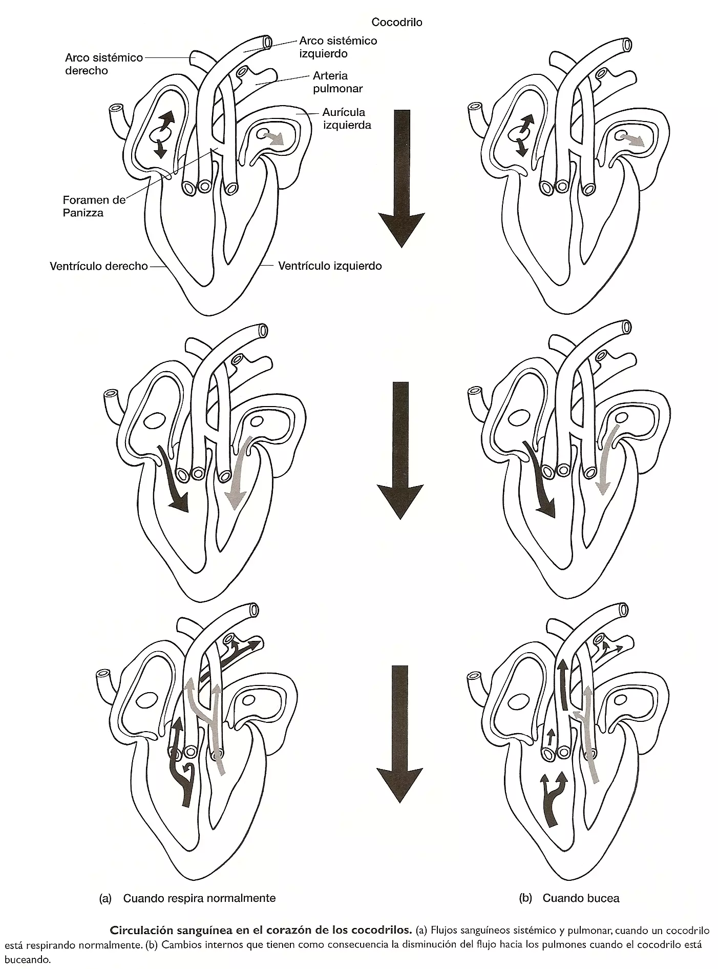 Corazón de los cocodrilos - Sistema cardiovascular de los cocodrilos - Flujo sanguíneo en los cocodrilos