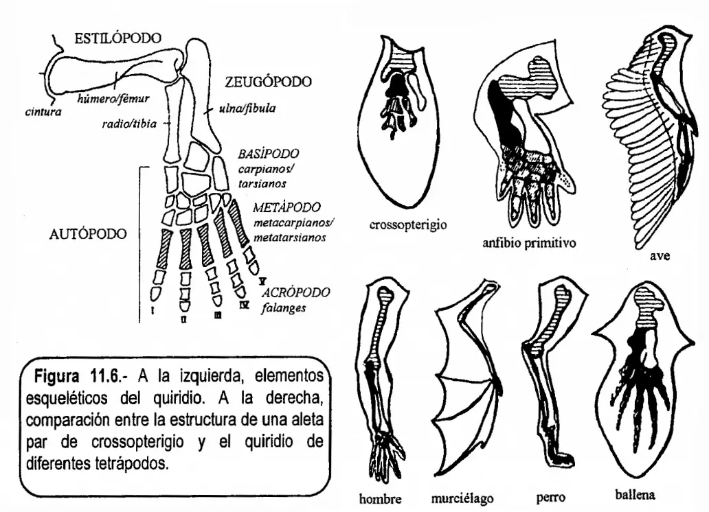 Elementos del miembro quiridio y comparación en animales tetrápodos - Esqueleto apendicular