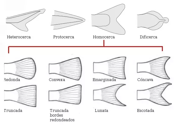 Morfología de las aletas caudales de los peces