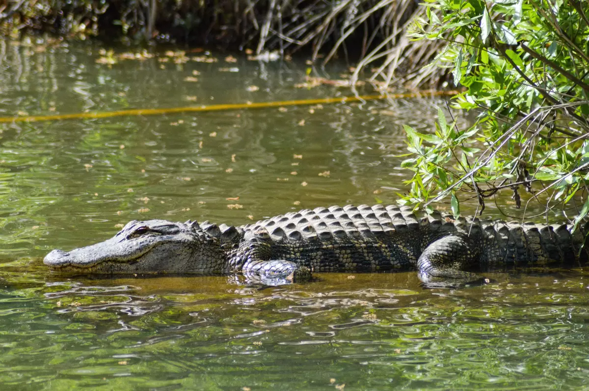 Derechos Animales ya - Cocodrilo en la orilla de una río - Desplazamiento de los cocodrilos