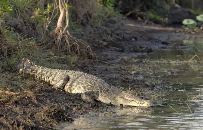 Cocodrilo de agua salada (Crocodylus porosus) sobre la orilla de un lago - Integumento de los cocodrilos
