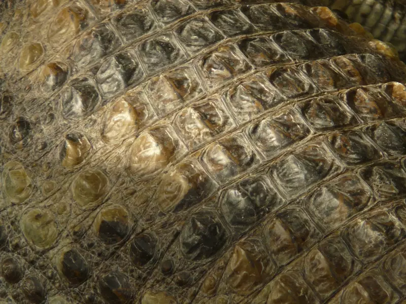 Escamas dorsales del caimán de anteojos o yacaré