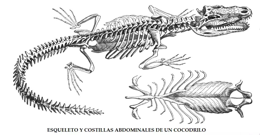 Osteodermos o costillas abdominales de los cocodrilos
