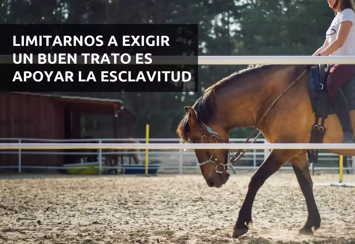 La hípica castiga el abuso contra los caballos: el uso excesivo de la fusta  será motivo de descalificación