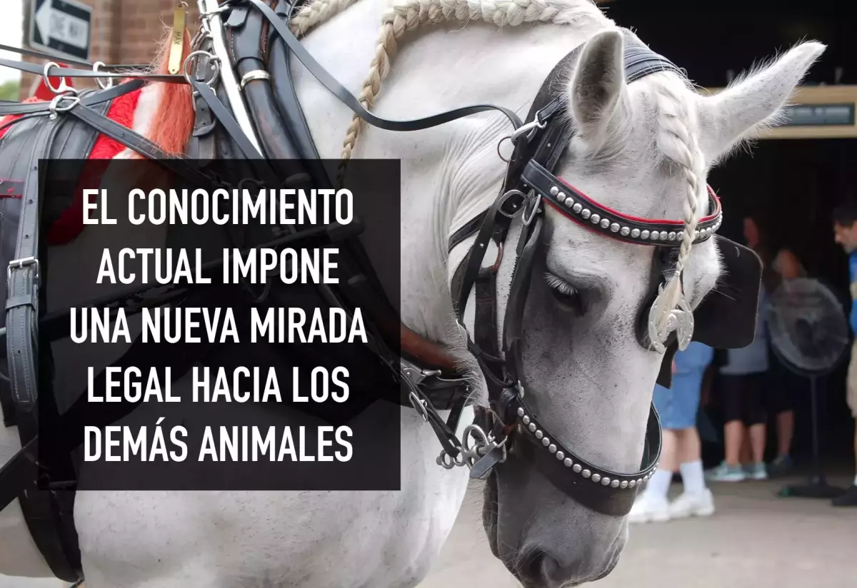 ¡Derechos Animales ya! - El conocimiento actual impone una nueva mirada sobre los animales (caballo con anteojeras)