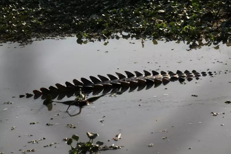 Hilera de escamas dorsales de un cocodrilo por encima del agua