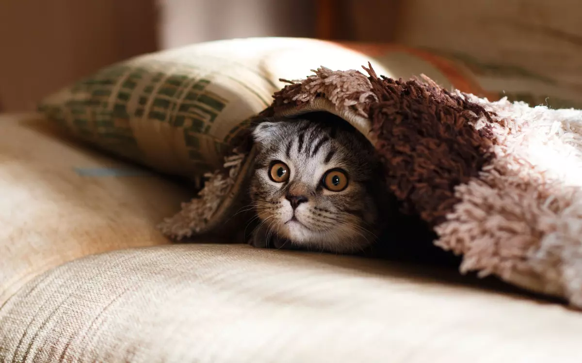 ¡Derechos Animales ya! - Gato debajo de una manta