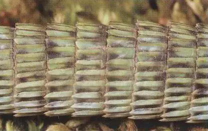 Escamas caudales de Timon lepidus