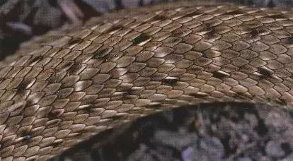 Escamas dorsales de Malpolon monspessulanus