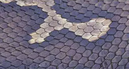 Escamas dorsales de un colubroideo argentino