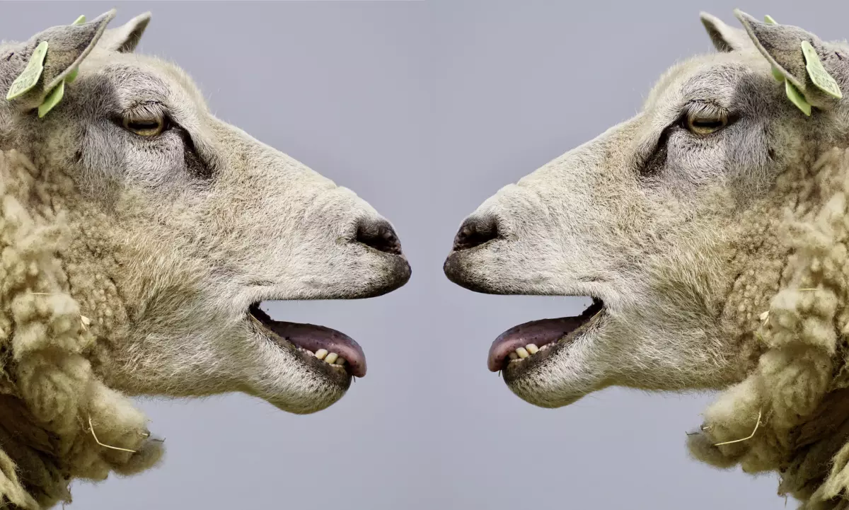 ¡Derechos Animales ya! - Dos ovejas balando - Lenguaje especista