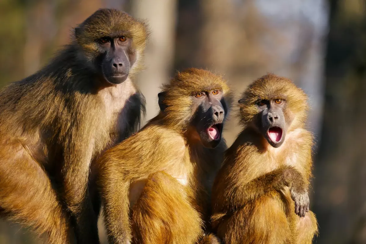 ¡Derechos Animales ya! - Macacos hablan