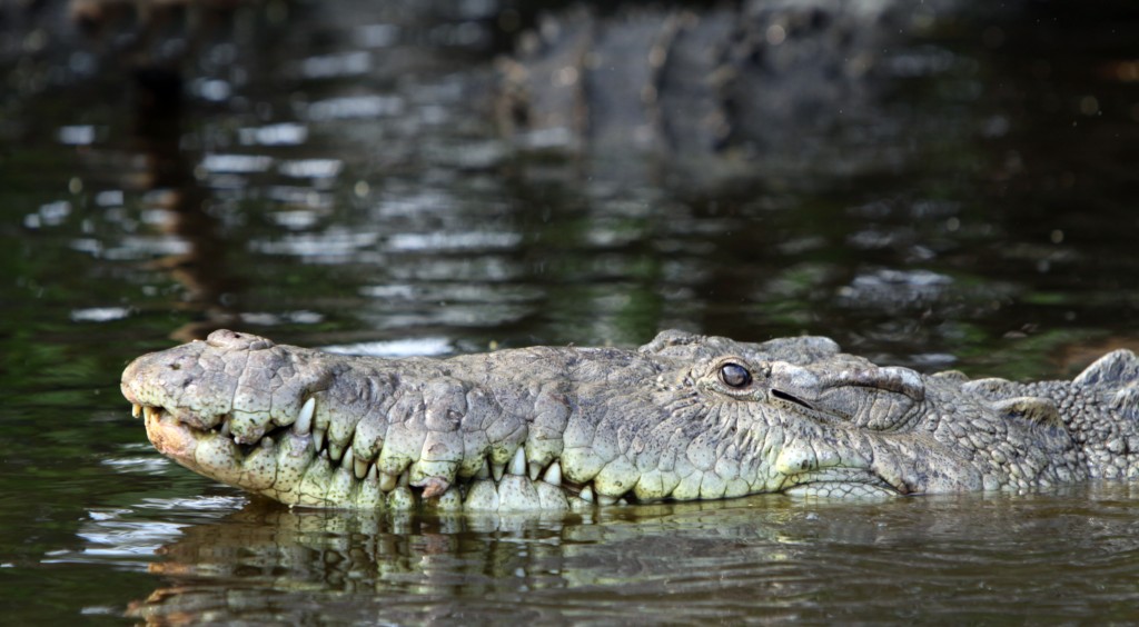 Crocodylus acutus nadando en La Manzanilla