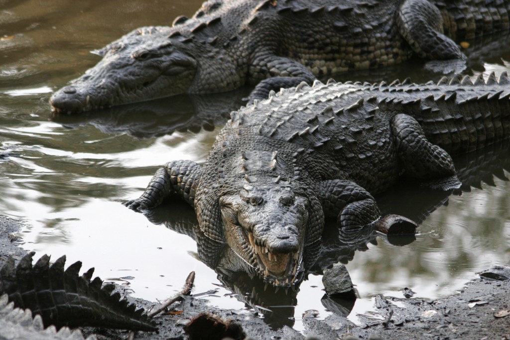 Grupo de Crocodylus acutus en Jalisco (México)