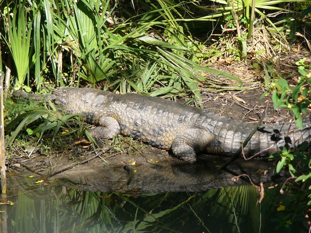 Crocodylus cataphractus en el Zoo Central de Florida