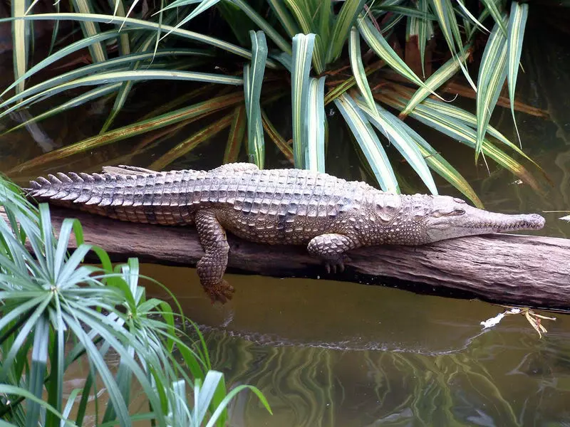 ¡Derechos Animales ya! - Cocodrilo de agua dulce australiano (Crocodylus johnstoni)
