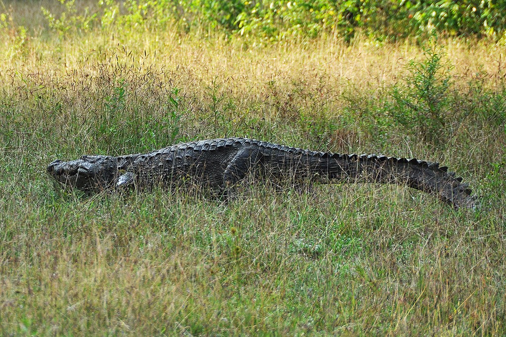 Cocodrilo hindú o cocodrilo de las marismas (Crocodylus palustris) marcha por tierra firme