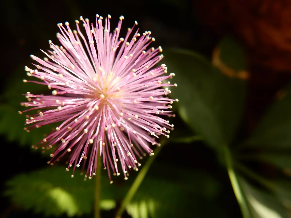 ¡Derechos Animales ya! - Flores de 'Mimosa pudica'