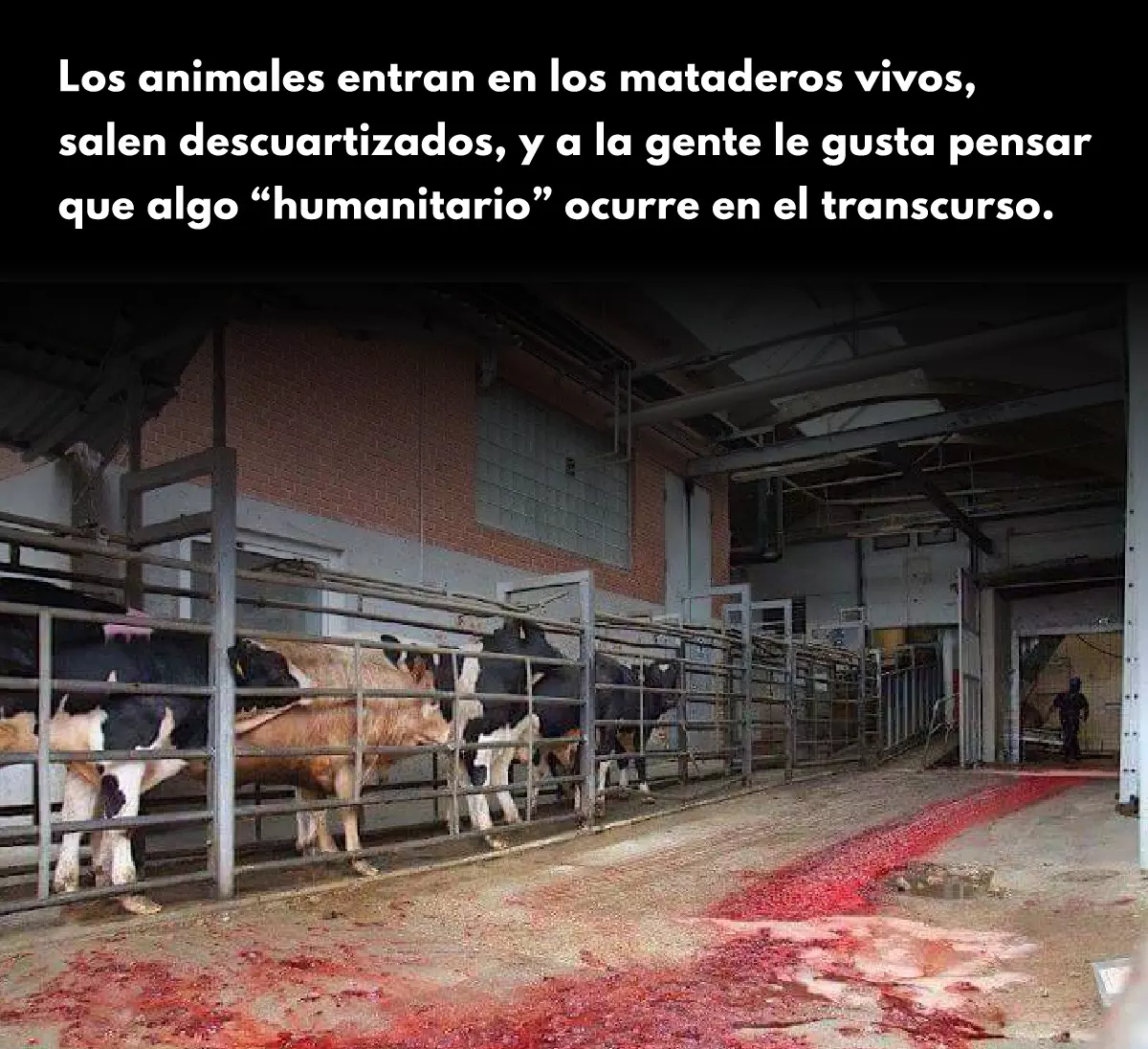 ¡Derechos Animales ya! - En un matadero no ocurre nada humanitario
