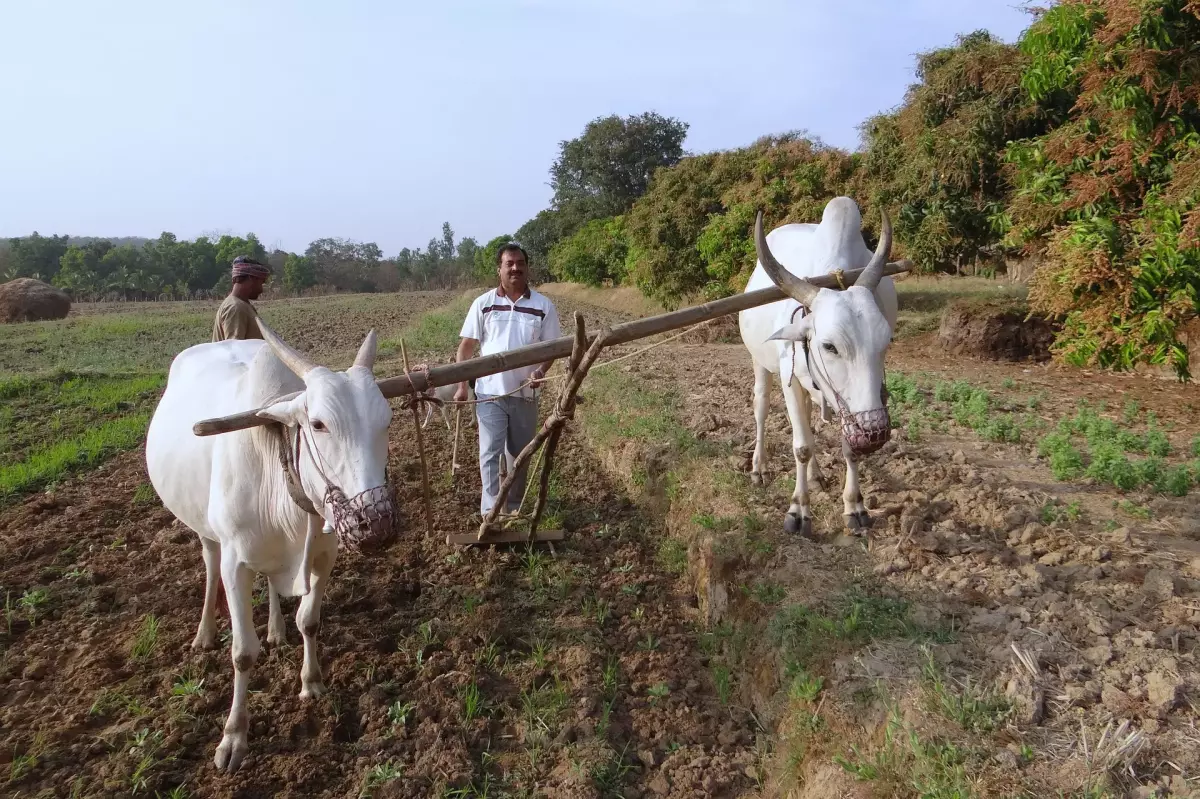 ¡Derechos Animales ya! - Arado de bueyes en la India
