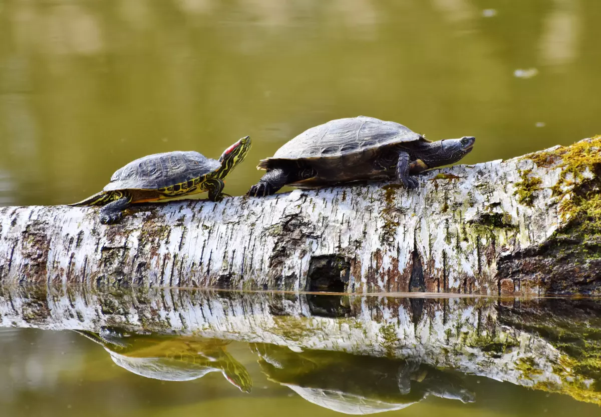 ¡Derechos Animales ya! - Tortugas californianas sobre un tronco en un lago