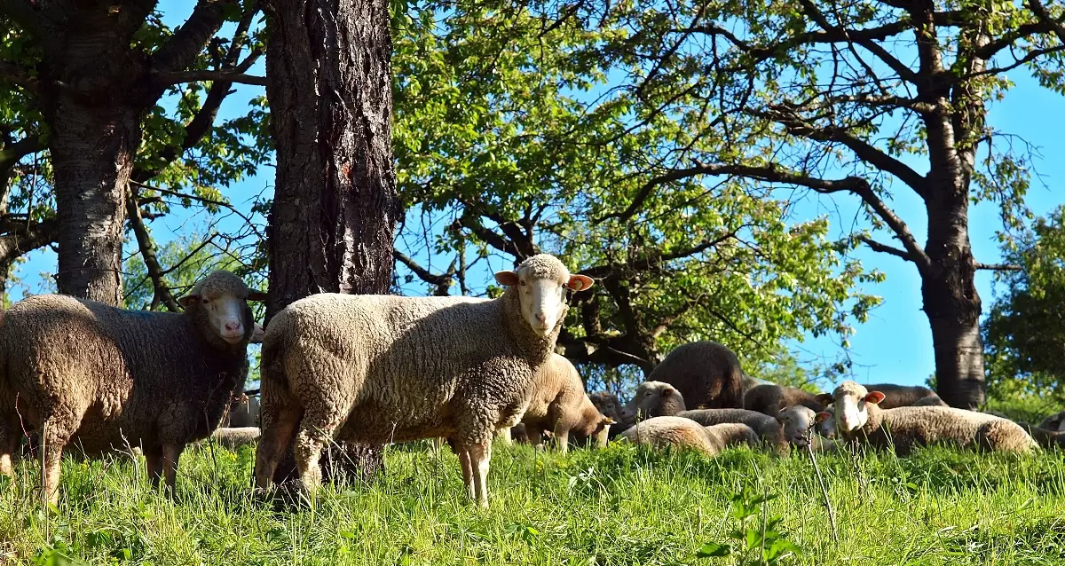 ¡Derechos Animales ya! - Rebaño de ovejas