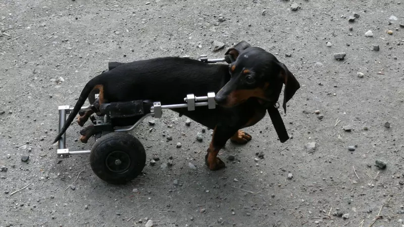 ¡Derechos Animales ya! - Perro con un carrito o silla de ruedas - Sacrificio de animales