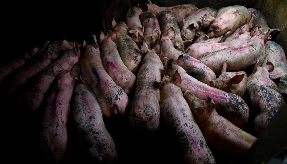 Cerdos en matadero (rastro) de México - Grabaciones en mataderos - Animales en mataderos