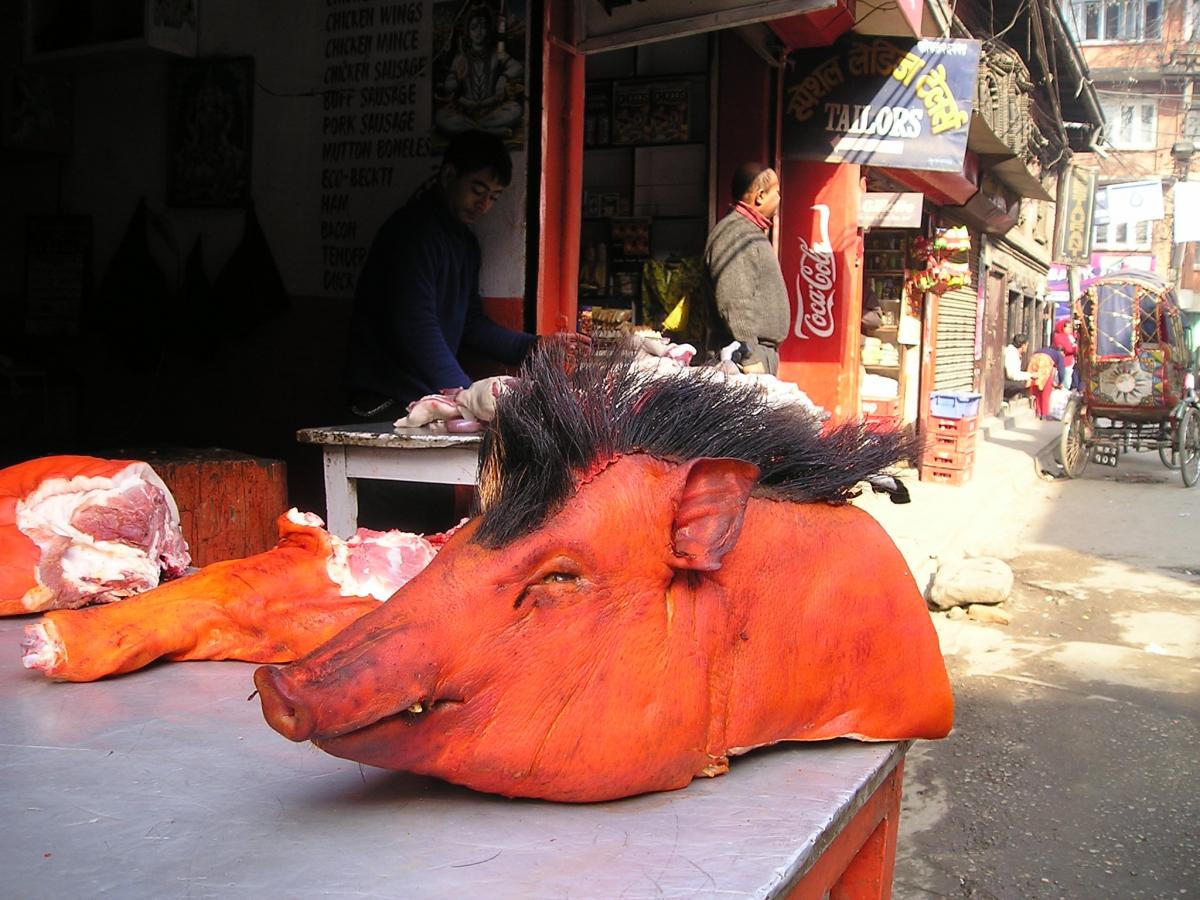 ¡Derechos Animales ya! - Cabeza de cerdo en Nepal