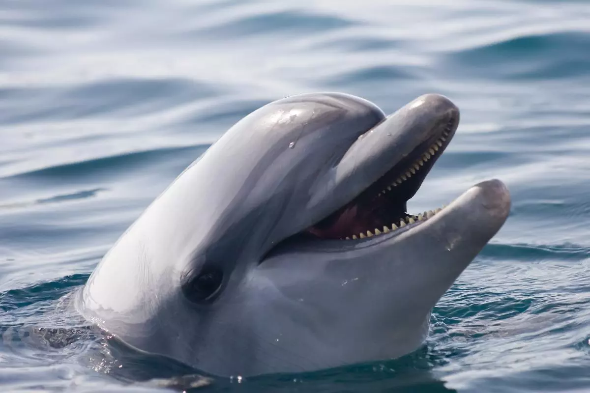 ¡Derechos Animales ya! - Delfín con mandíbula entreabierta