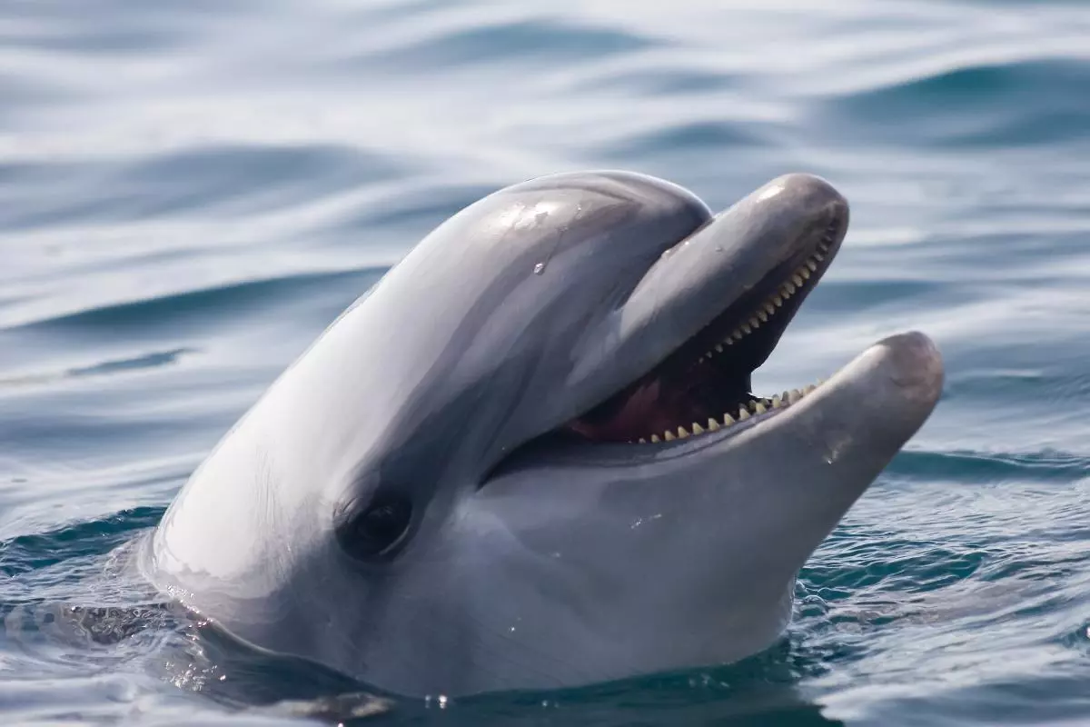 ¡Derechos Animales ya! - Delfín con mandíbula entreabierta