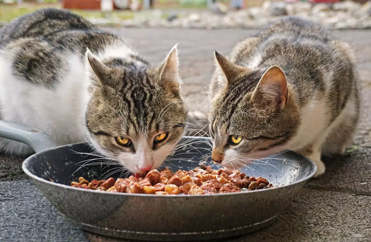 ¡Derechos Animales ya! - Dos gatos comiendo pienso cárnico en un cuenco - Asesinato de animales