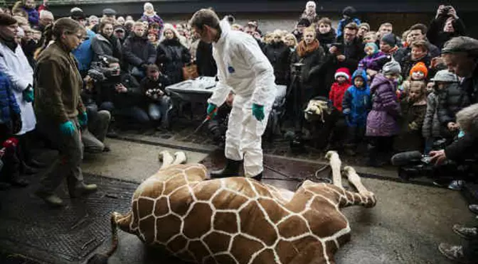 Jirafa sacrificada en zoológico de Dinamarca