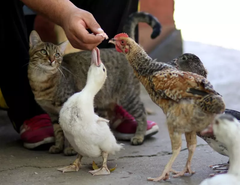 ¡Derechos Animales ya! - Gato junto con pato y gallina