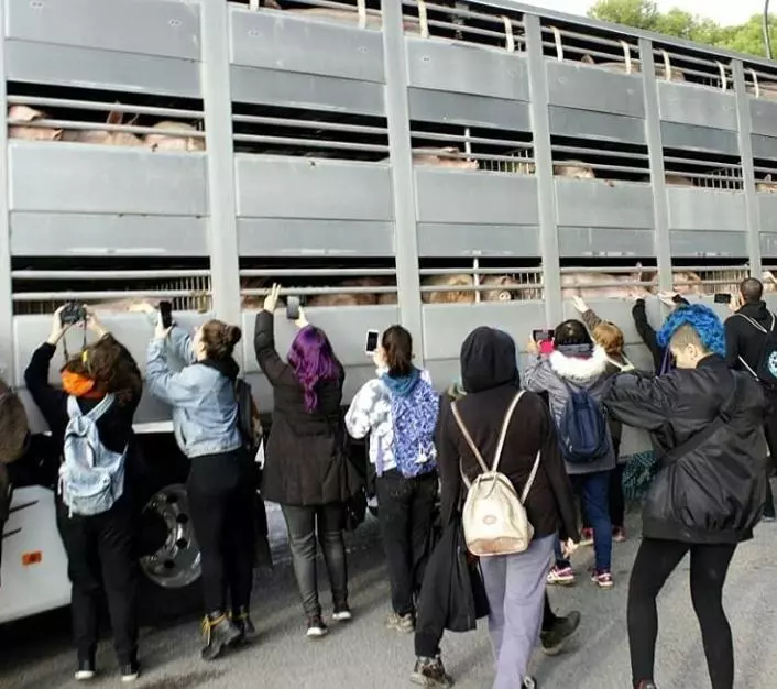 Activistas veganos rodean un camión que va al matadero