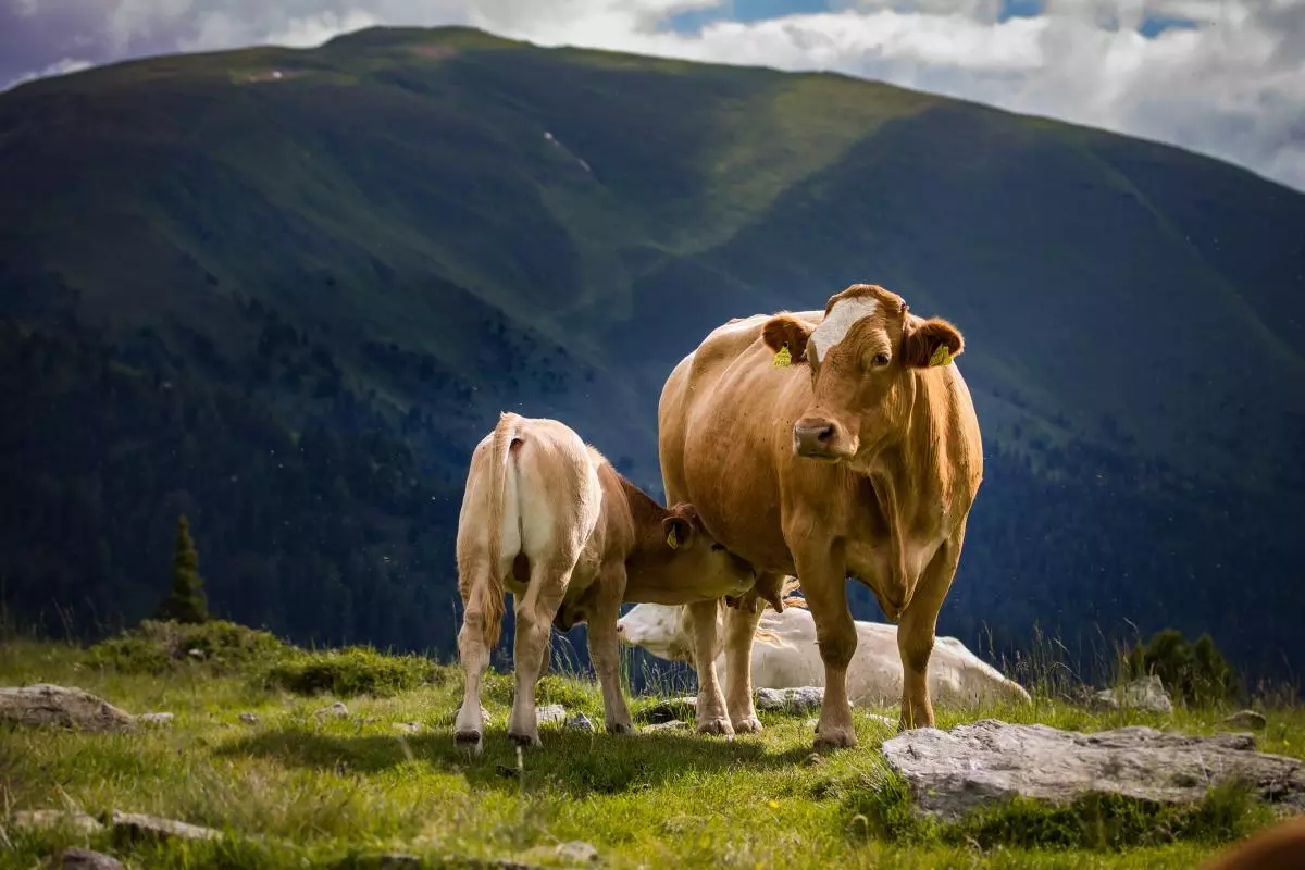 Vaca y ternero - Bienestar animal - Sacrificio ético - Animalistas - Carne ética