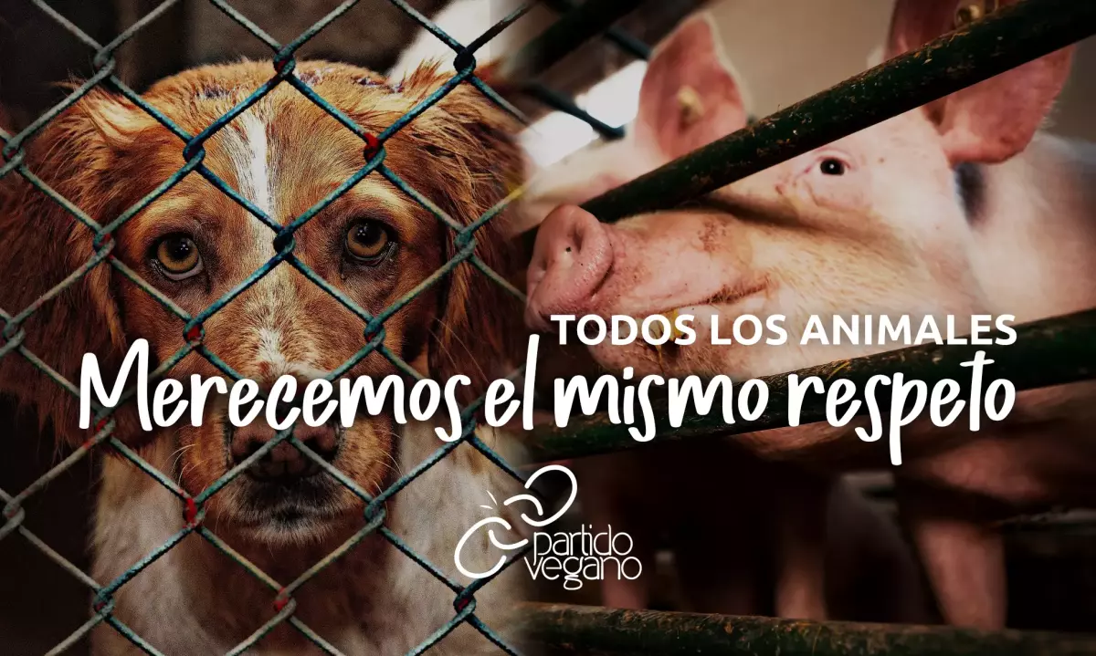 Partido Vegano - Un cerdo merece el mismo respeto que un perro - Crianza y asesinato de perros con fines alimenticios en China tras la pandemia del coronavirus