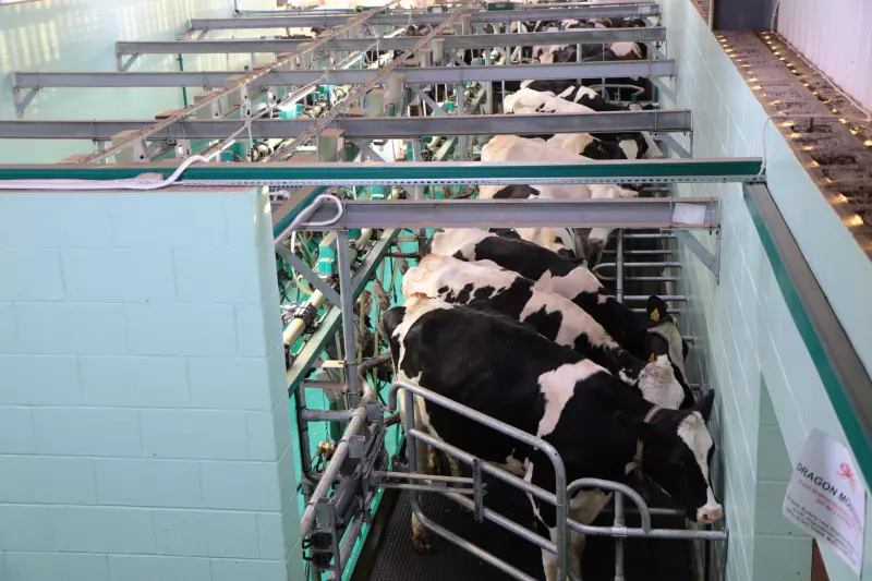 ¡Derechos Animales! - Vacas lecheras aparcadas en batería para ordeñarlas - Industria láctea