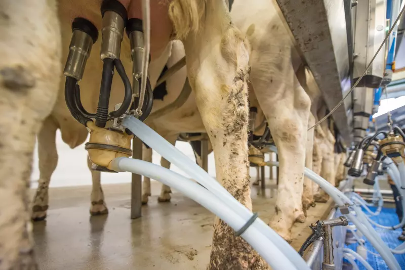 ¡Derechos Animales! - Vacas lecheras conectadas ordeñadores automátizados - Industria láctea