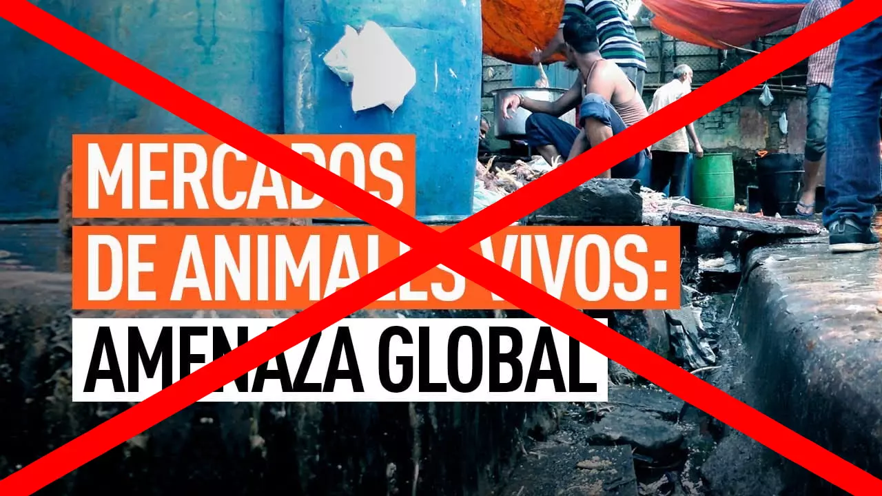 ¡Derechos Animales ya! - Cartel bienestarista contra los mercados de animales vivos en China