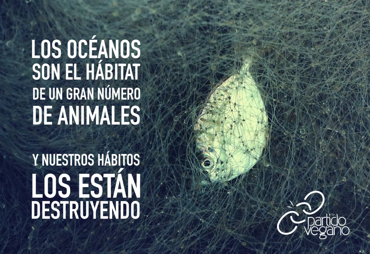 Partido Vegano - Día Internacional de los Océanos - Animales marinos - Pesca - Contaminación de los mares