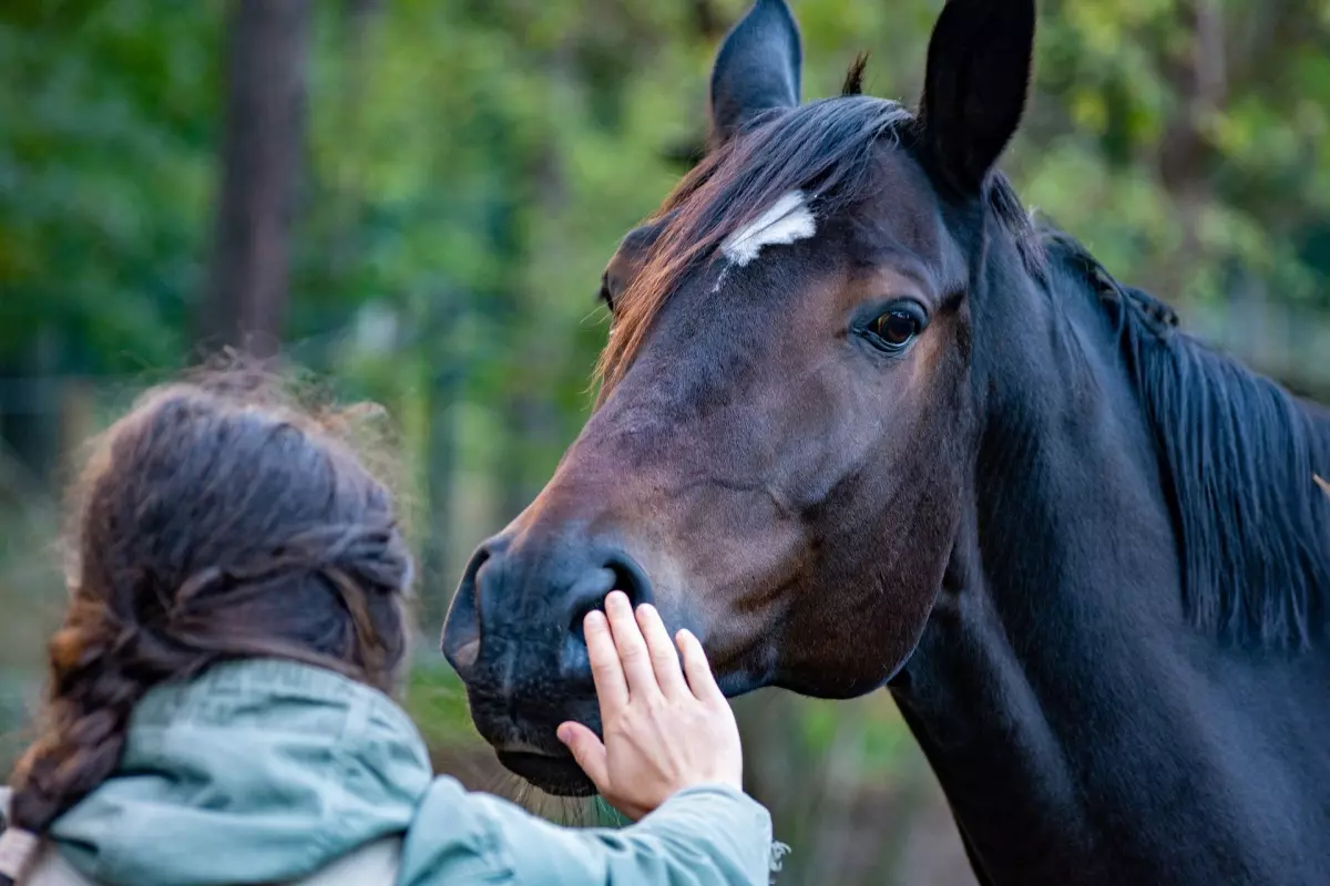 ¡Derechos Animales ya! - Mujer acaricia a una caballo - Firma ahora - Maltrato animal - Sufrimiento animal