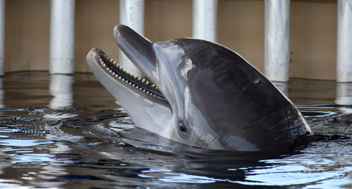 ¡Derechos Animales ya! - Delfín encerrado en un delfinario